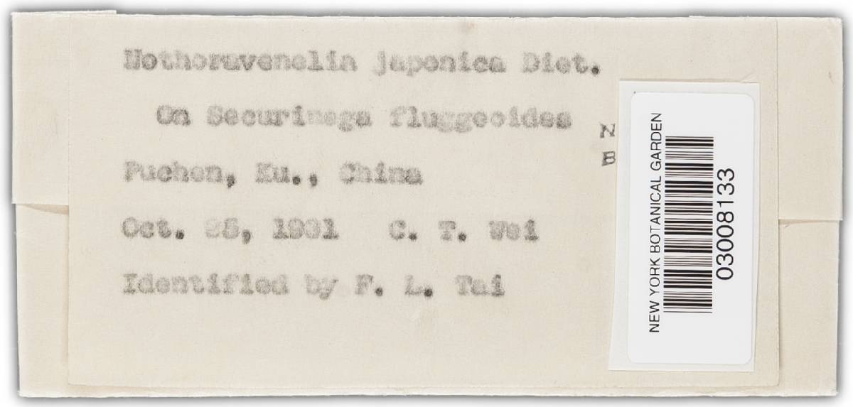 Nothoravenelia japonica image