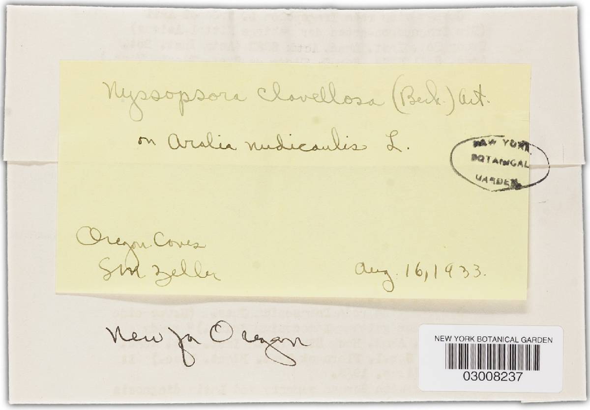 Nyssopsora clavellosa image