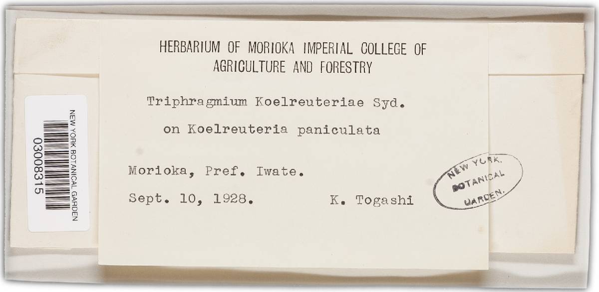 Nyssopsora koelreuteriae image
