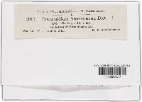 Phragmidium americanum image