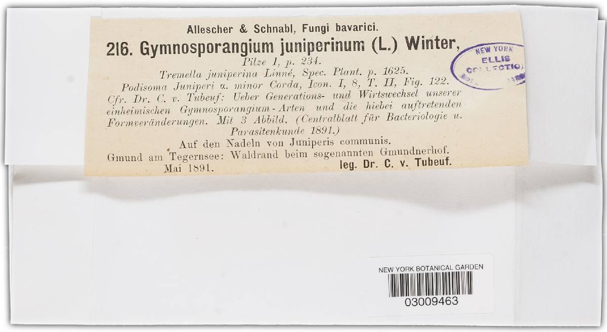 Gymnosporangium torminali-juniperinum image