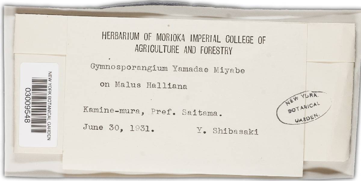 Gymnosporangium yamadae image