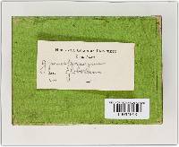 Gymnosporangium globosum image