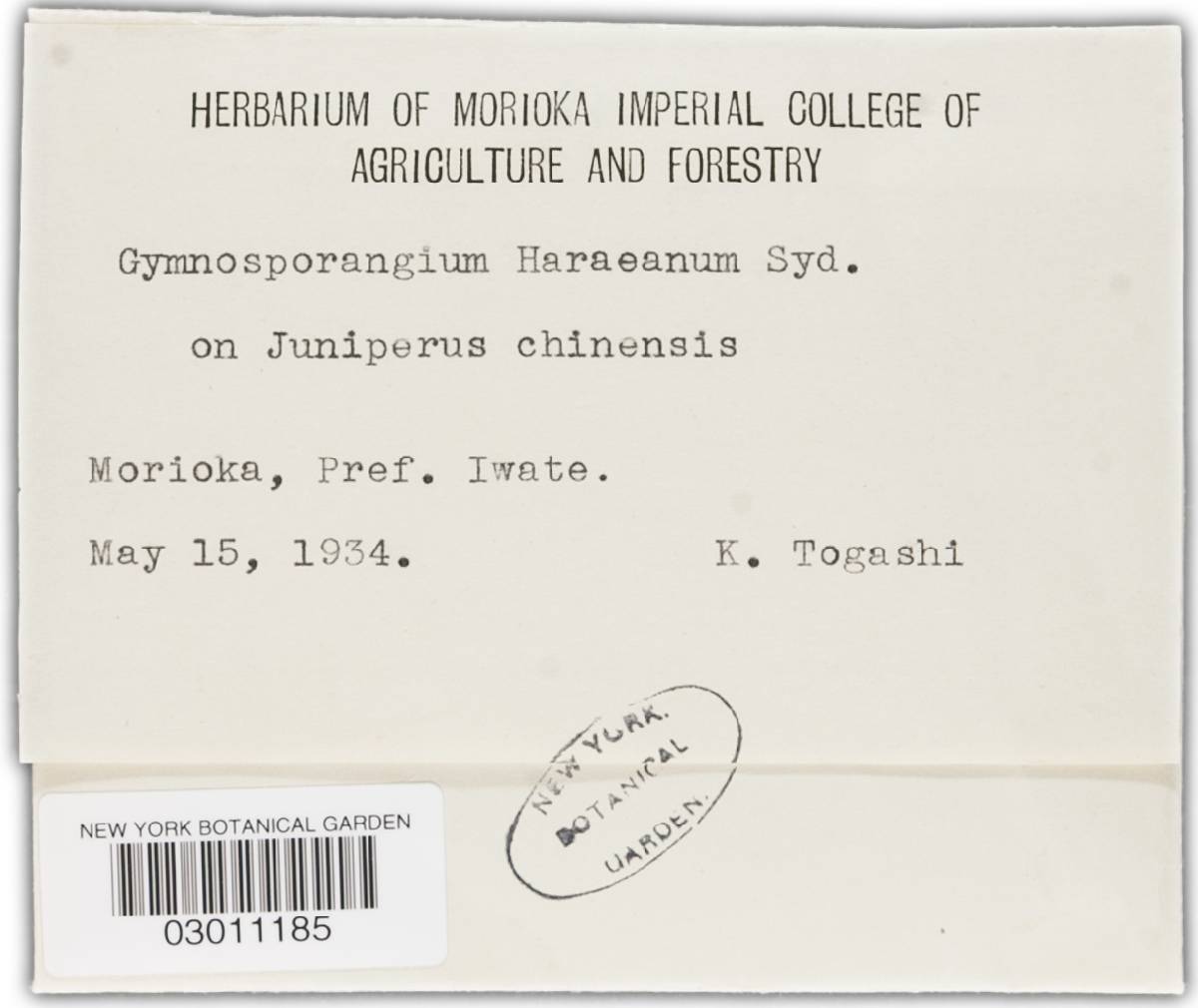 Gymnosporangium asiaticum image