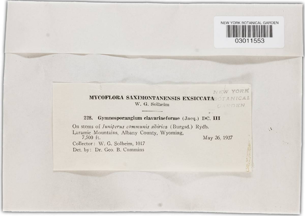 Gymnosporangium clavariiforme image