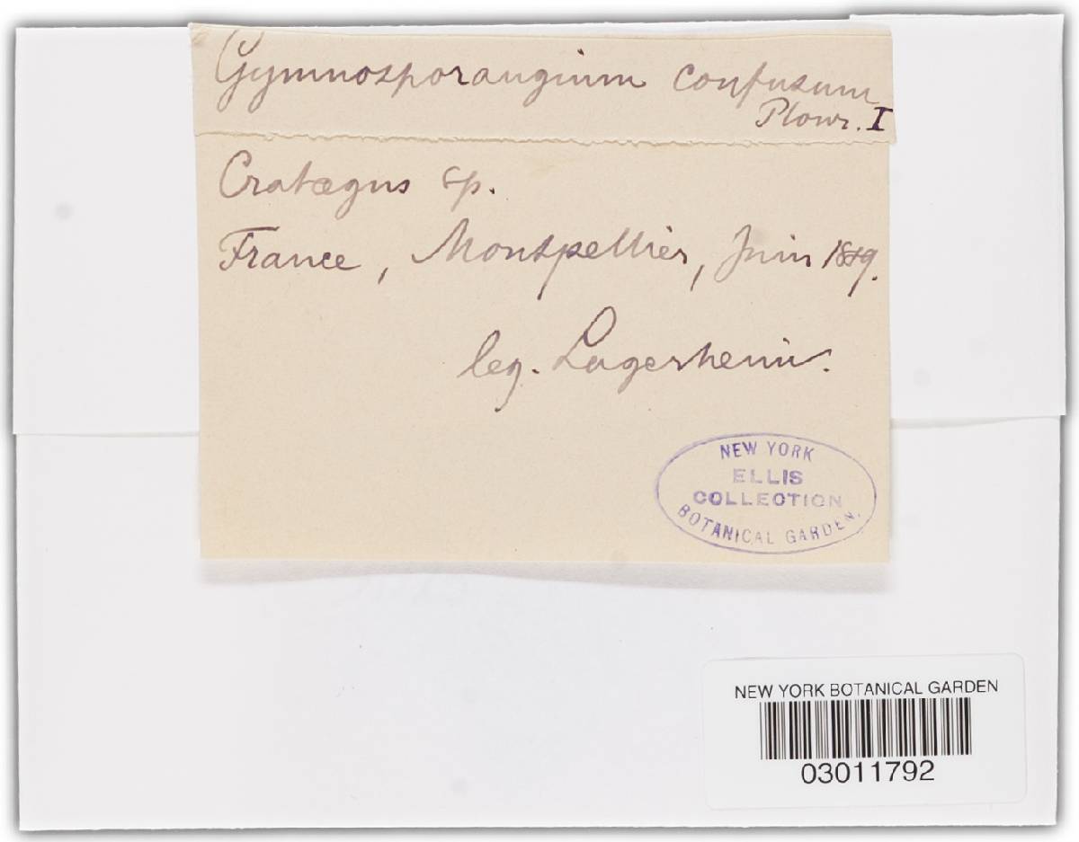 Gymnosporangium confusum image