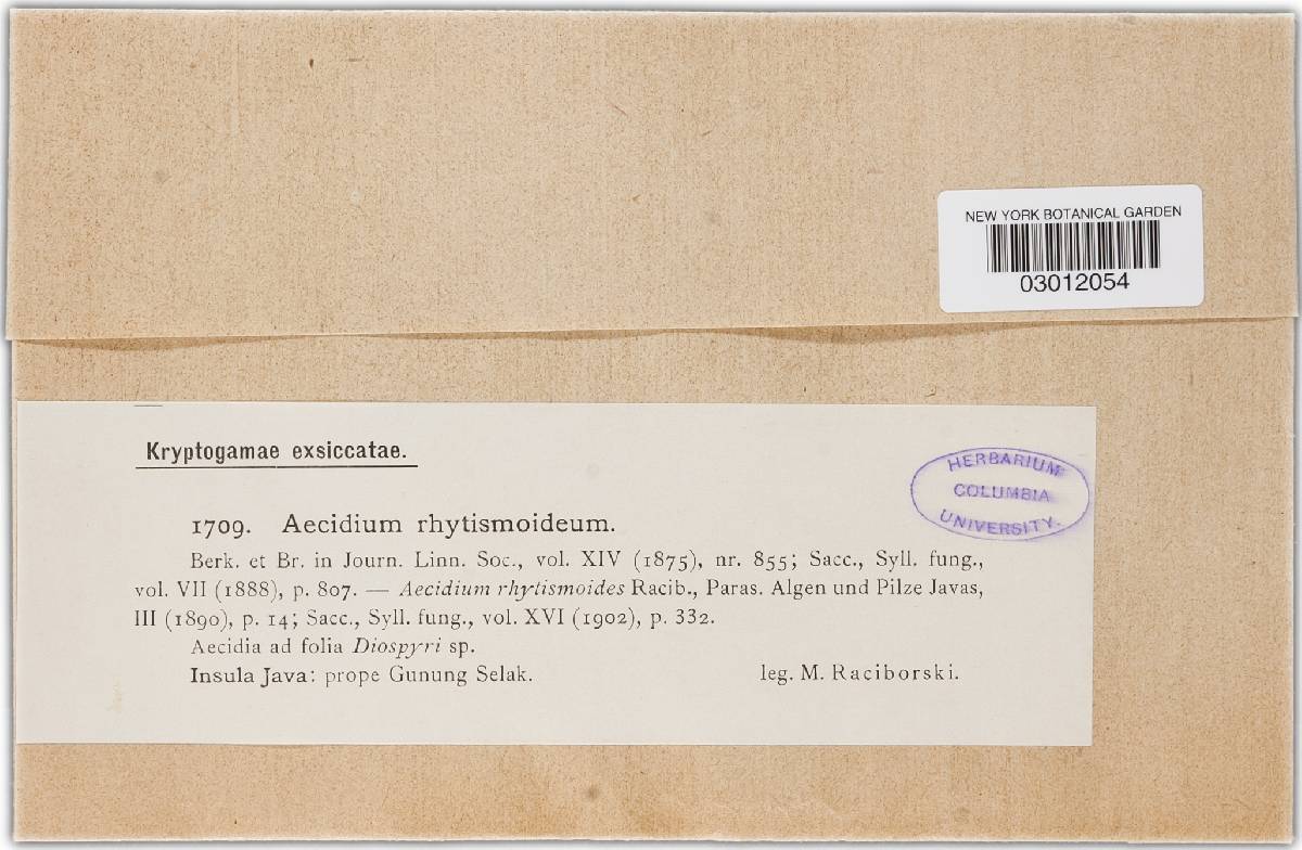 Aecidium rhytismoideum image