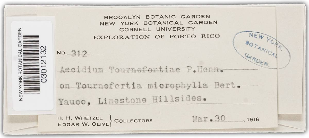 Aecidium tournefortiae image