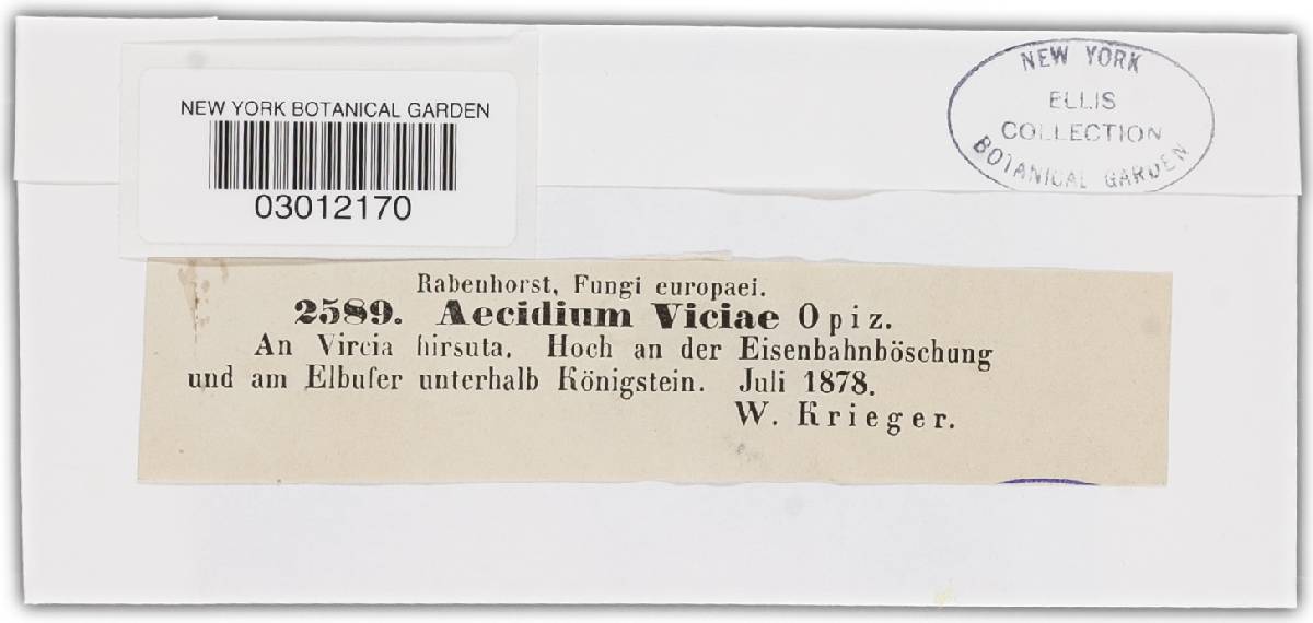 Aecidium viciae image
