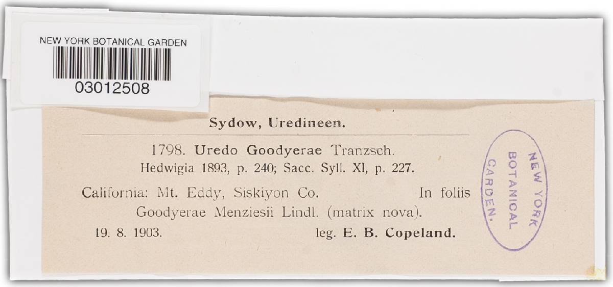 Pucciniastrum goodyerae image