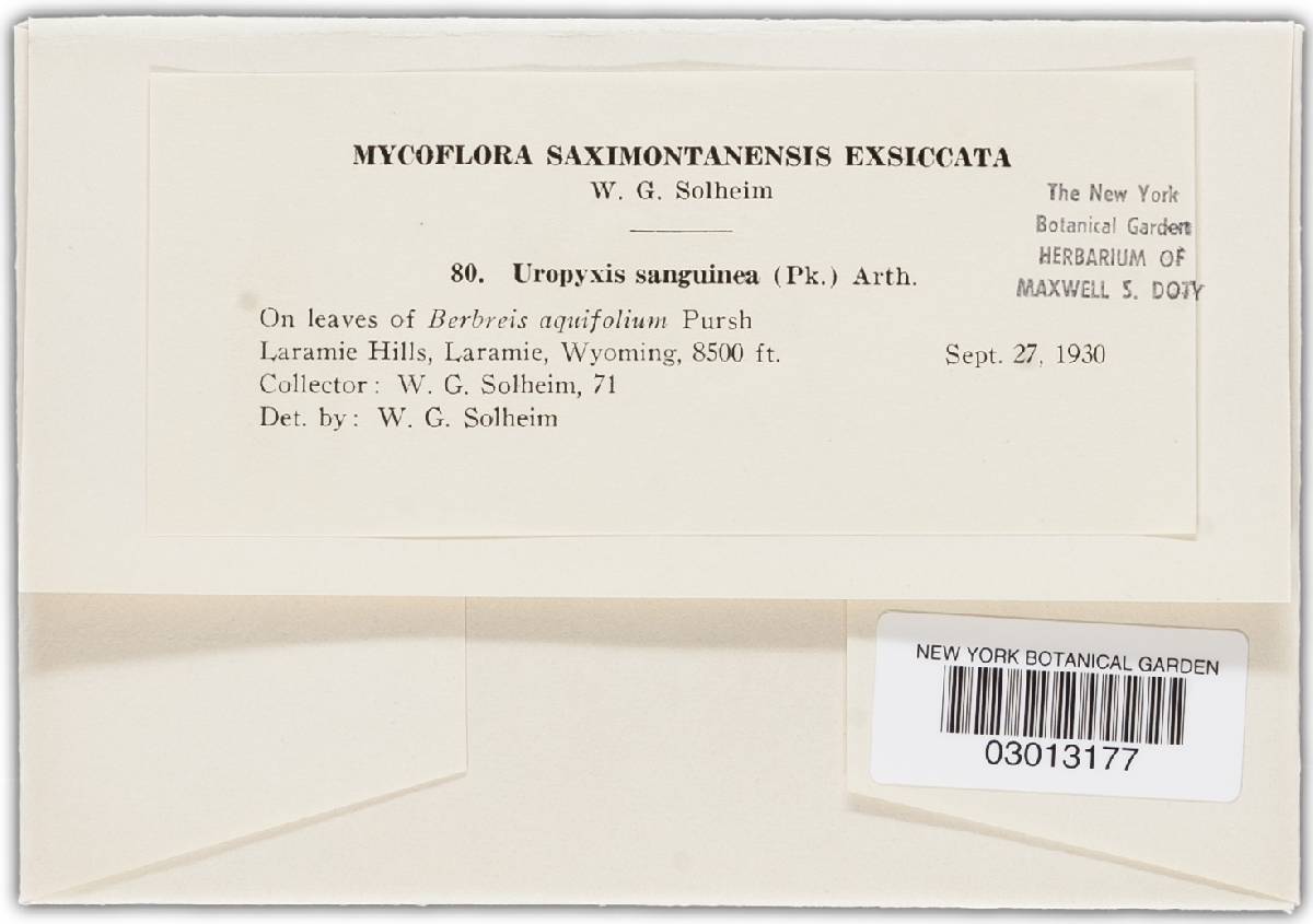 Cumminsiella mirabilissima image