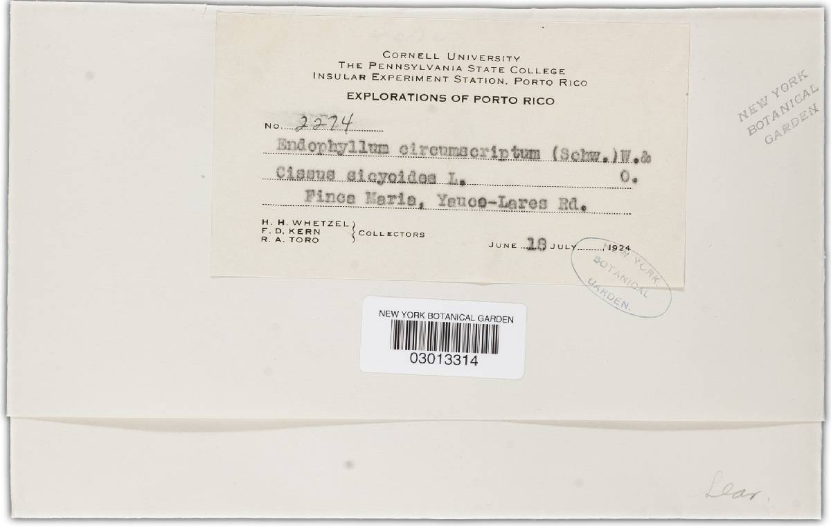Endophyllum circumscriptum image