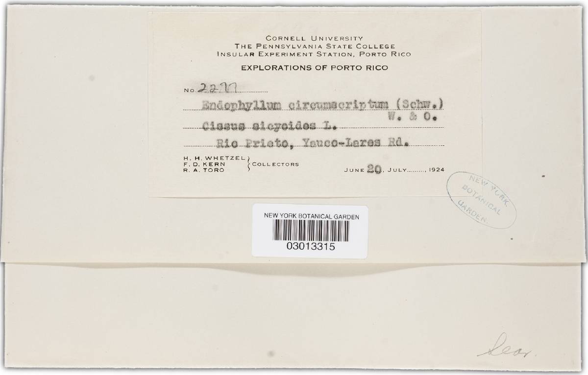 Endophyllum circumscriptum image