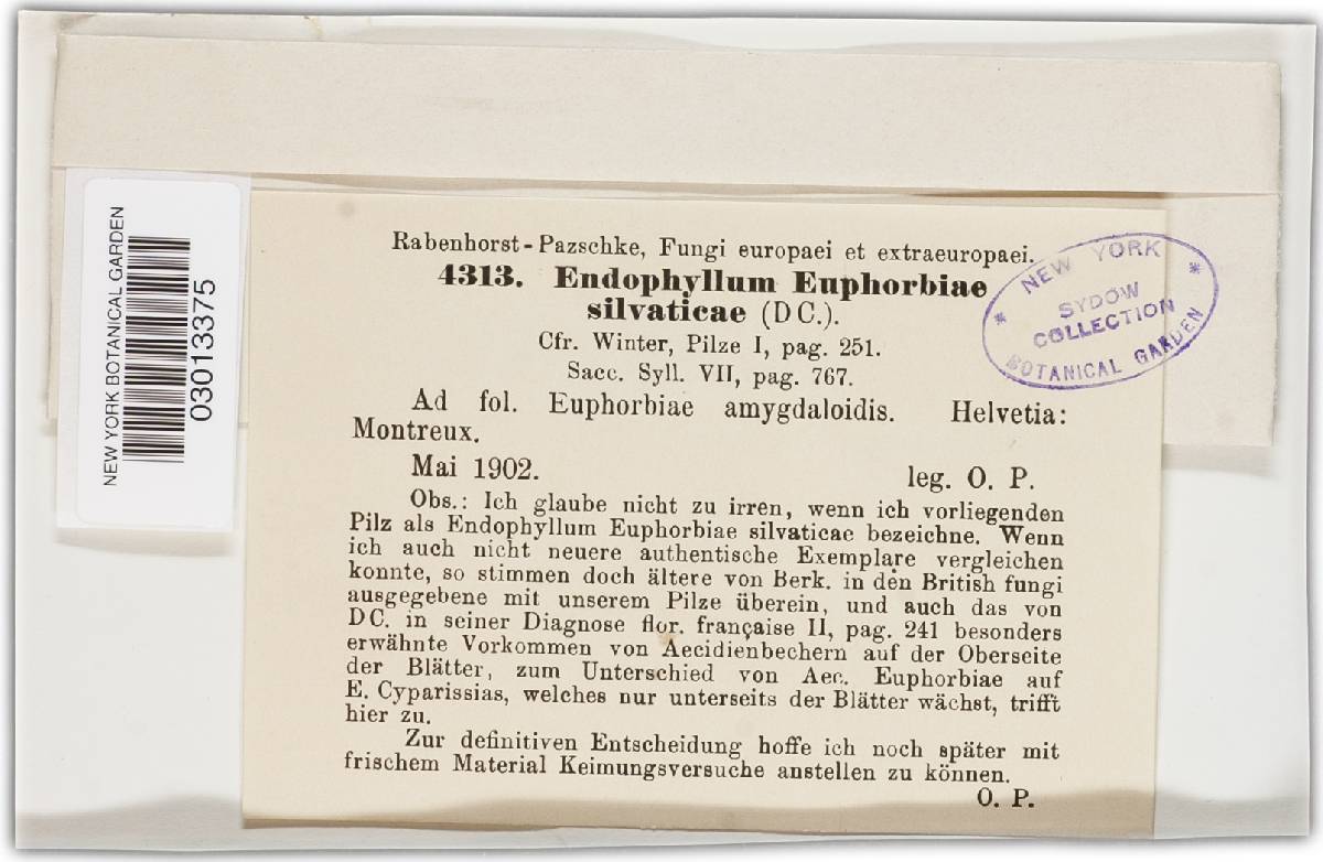 Endophyllum euphorbiae-silvaticae image