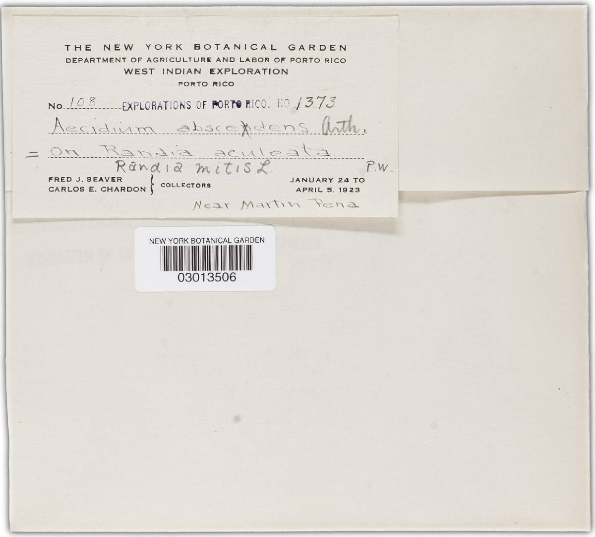 Aecidium abscedens image