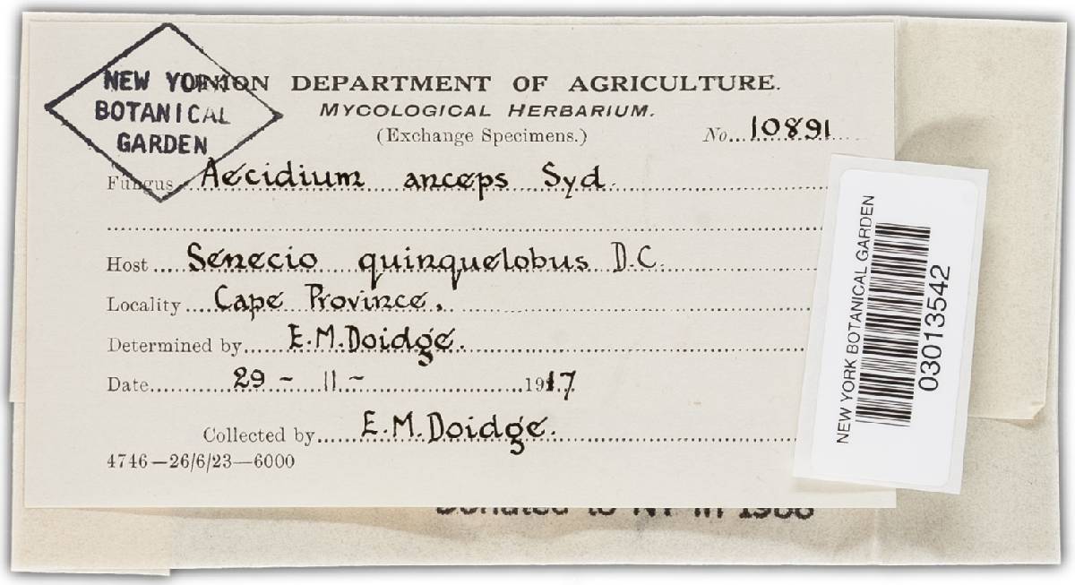 Aecidium anceps image