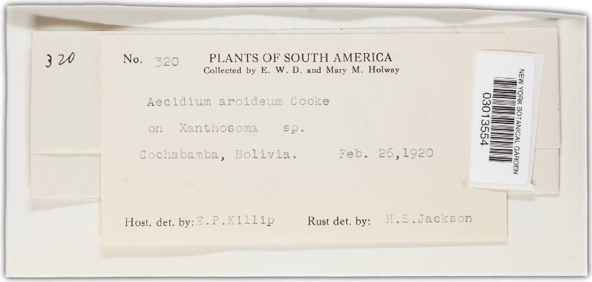 Aecidium aroideum image