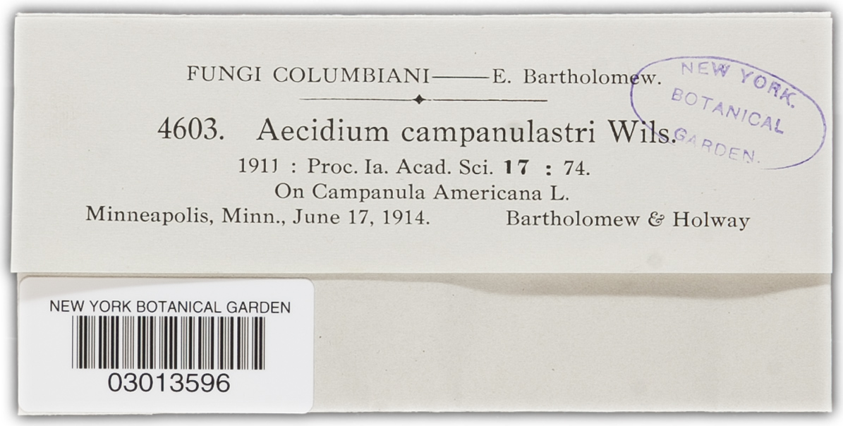 Aecidium campanulastri image