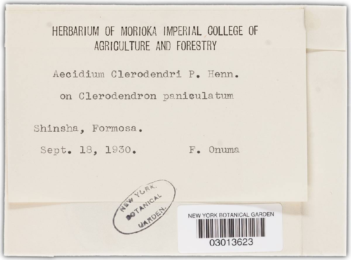 Aecidium clerodendri image