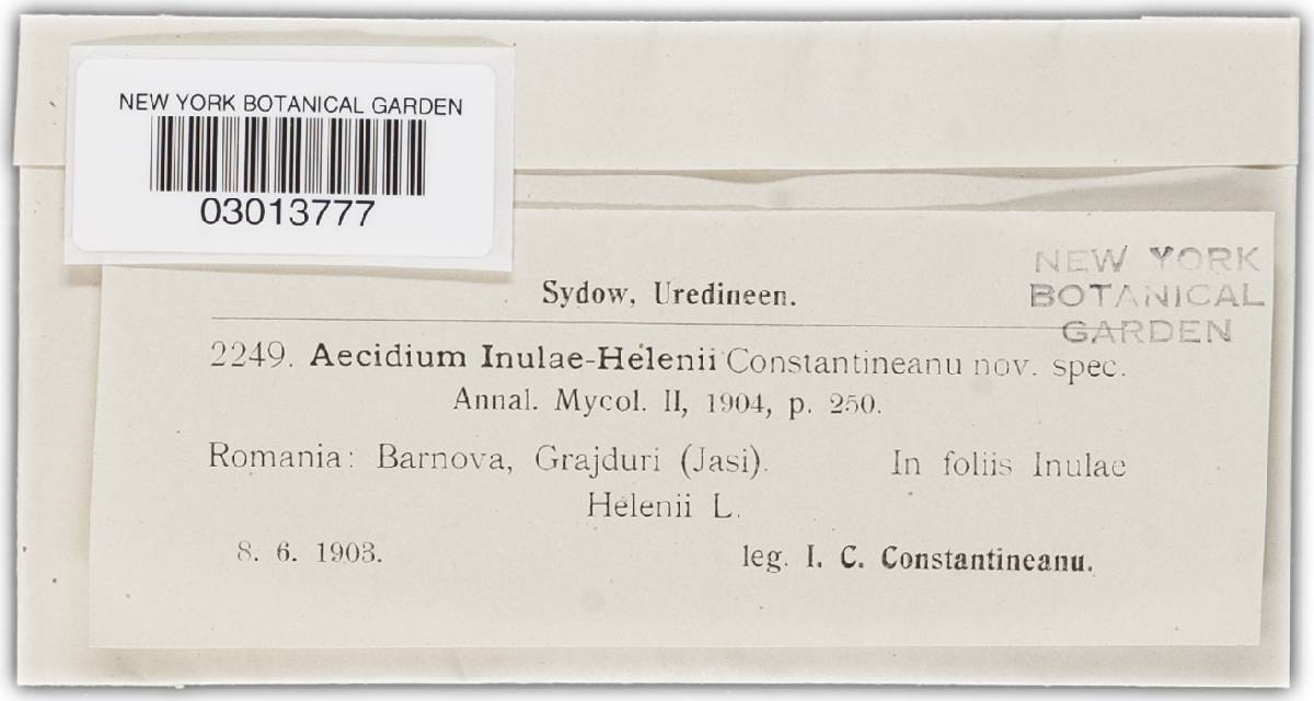 Aecidium inulae-helenii image