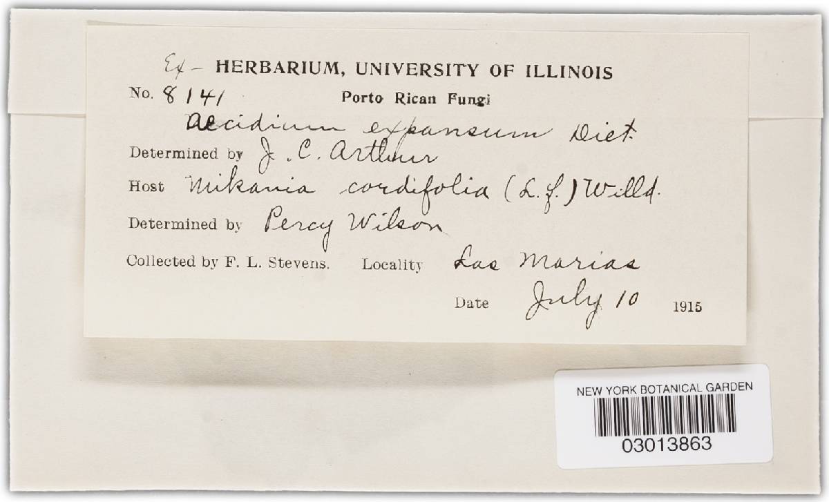 Aecidium mikaniae image