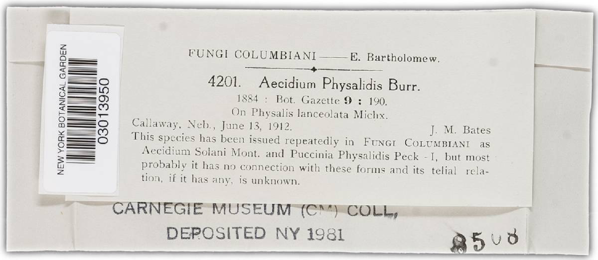 Aecidium physalidis image