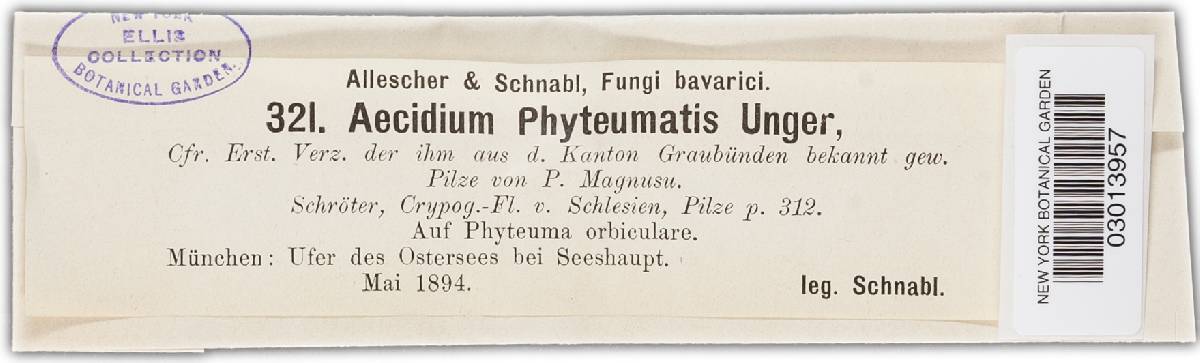 Aecidium phyteumatis image
