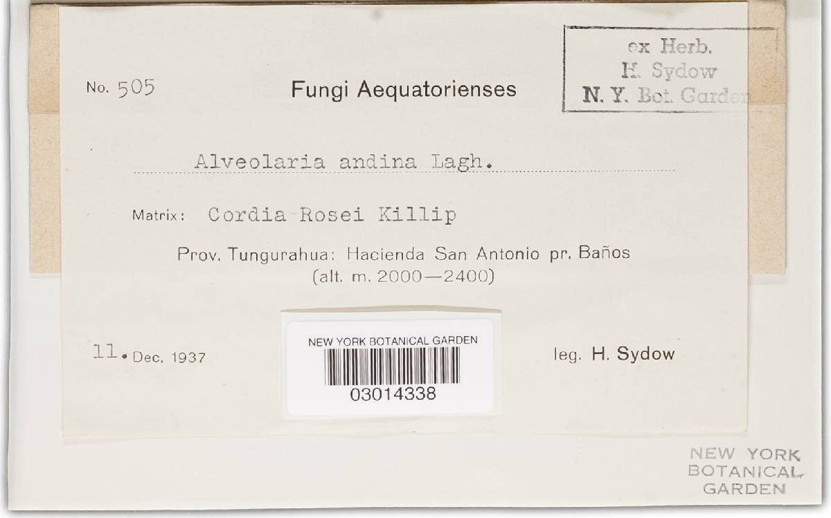 Alveolaria andina image