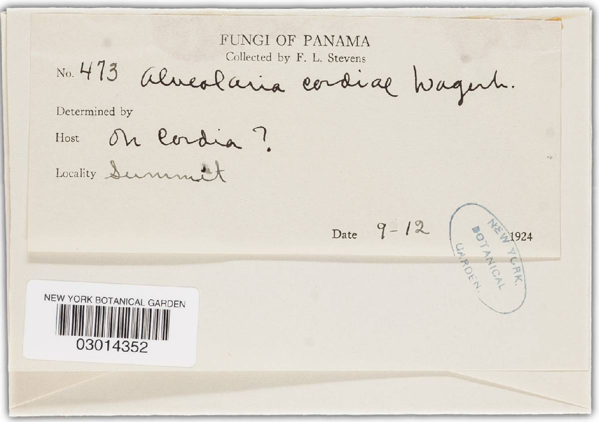 Alveolaria cordiae image