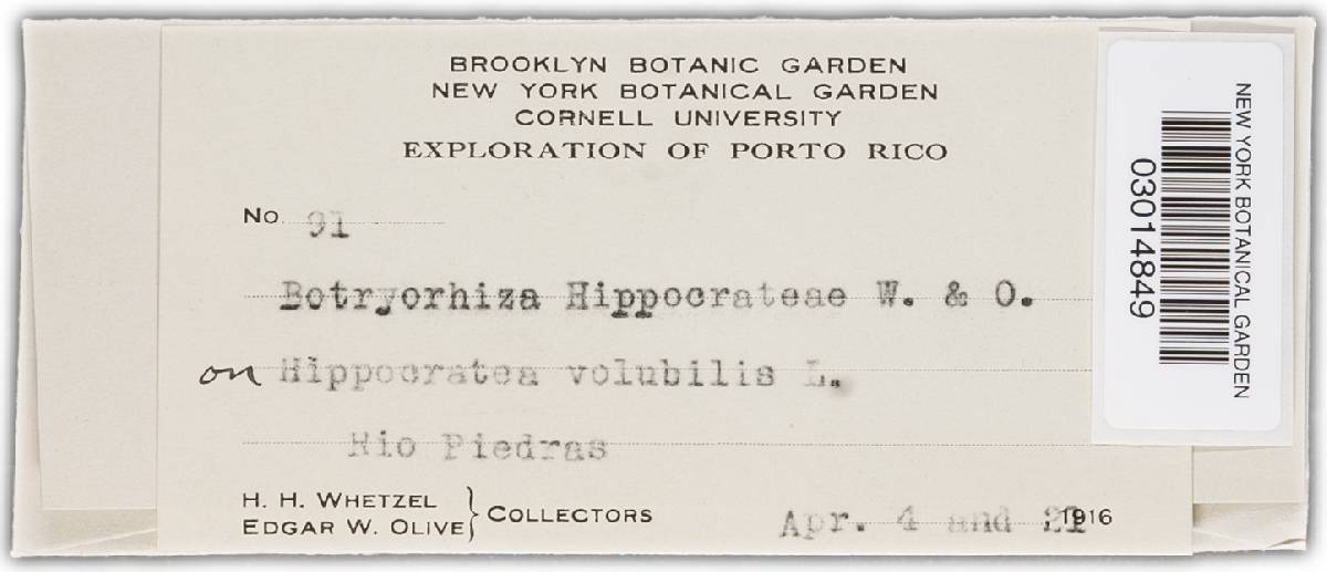 Botryorhiza hippocrateae image