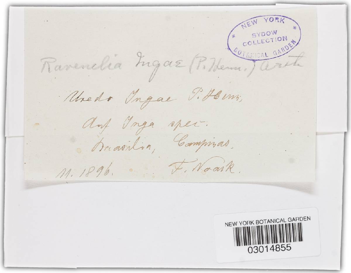 Chaconia ingae image