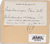 Chaconia ingae image