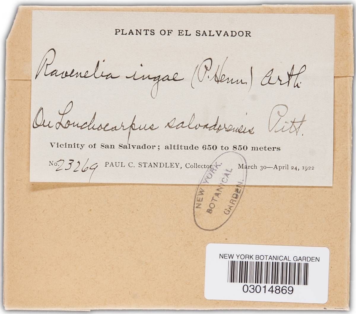 Chaconia image