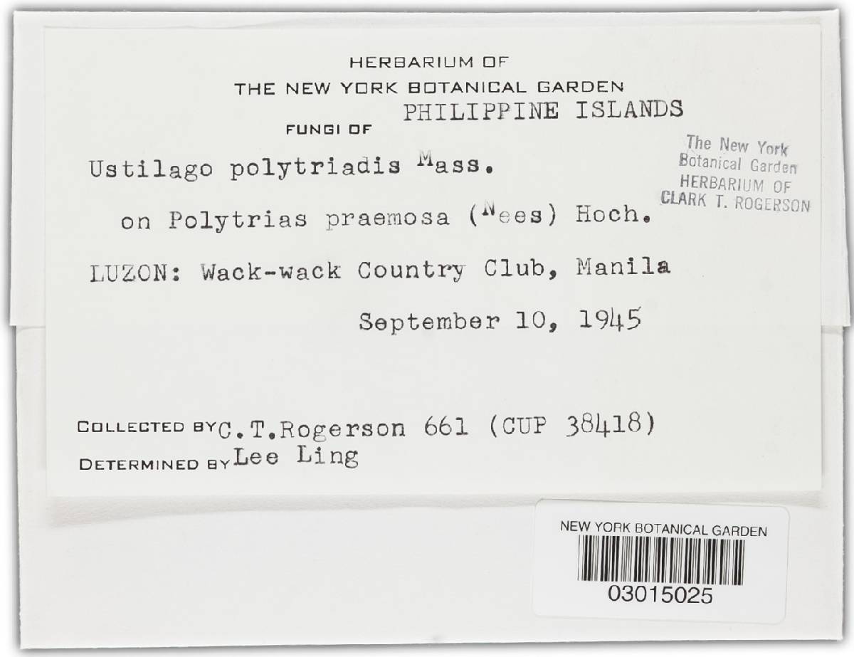 Ustilago polytriadis image