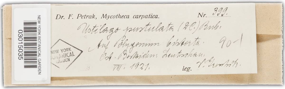 Microbotryum pustulatum image