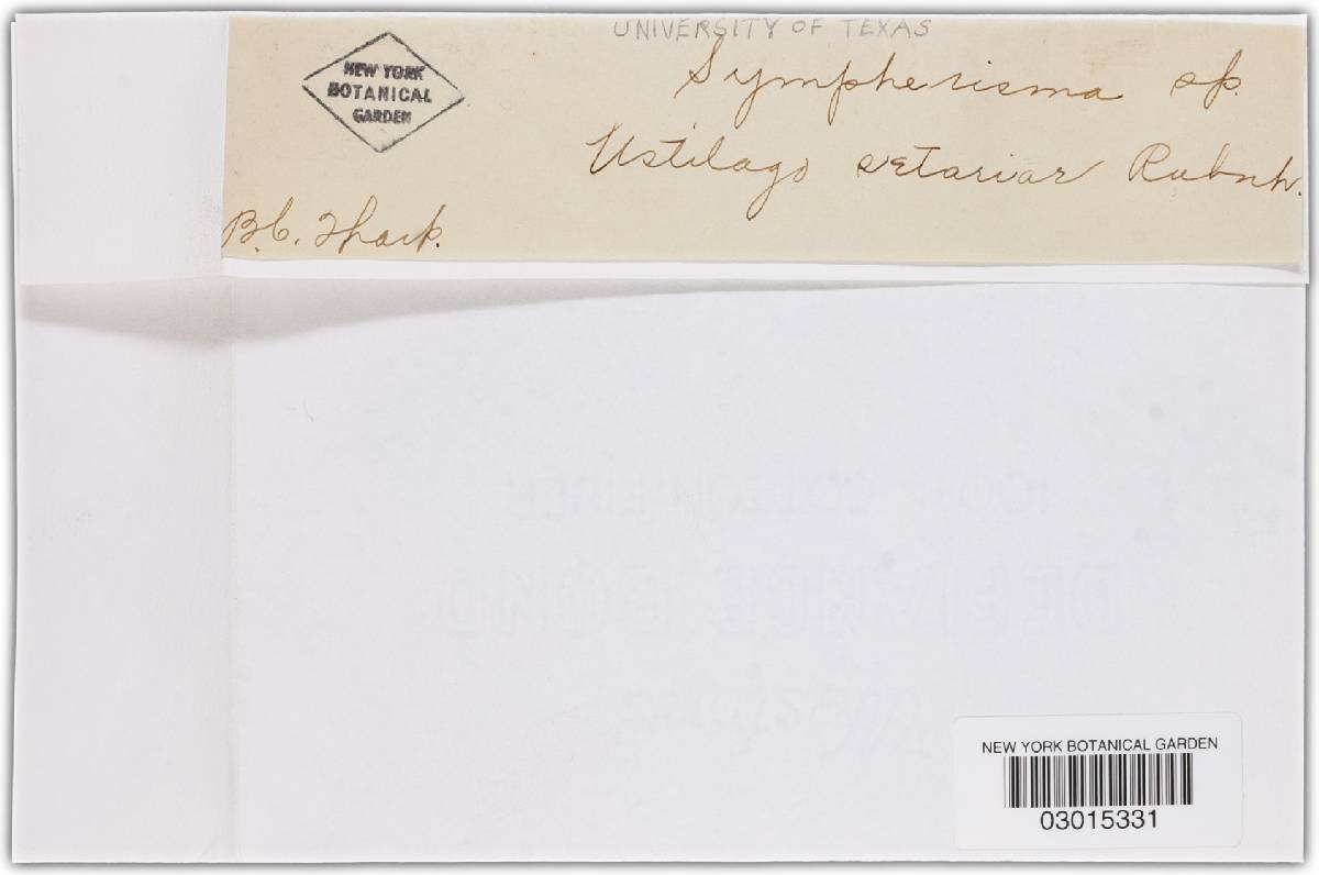 Ustilago setariae image
