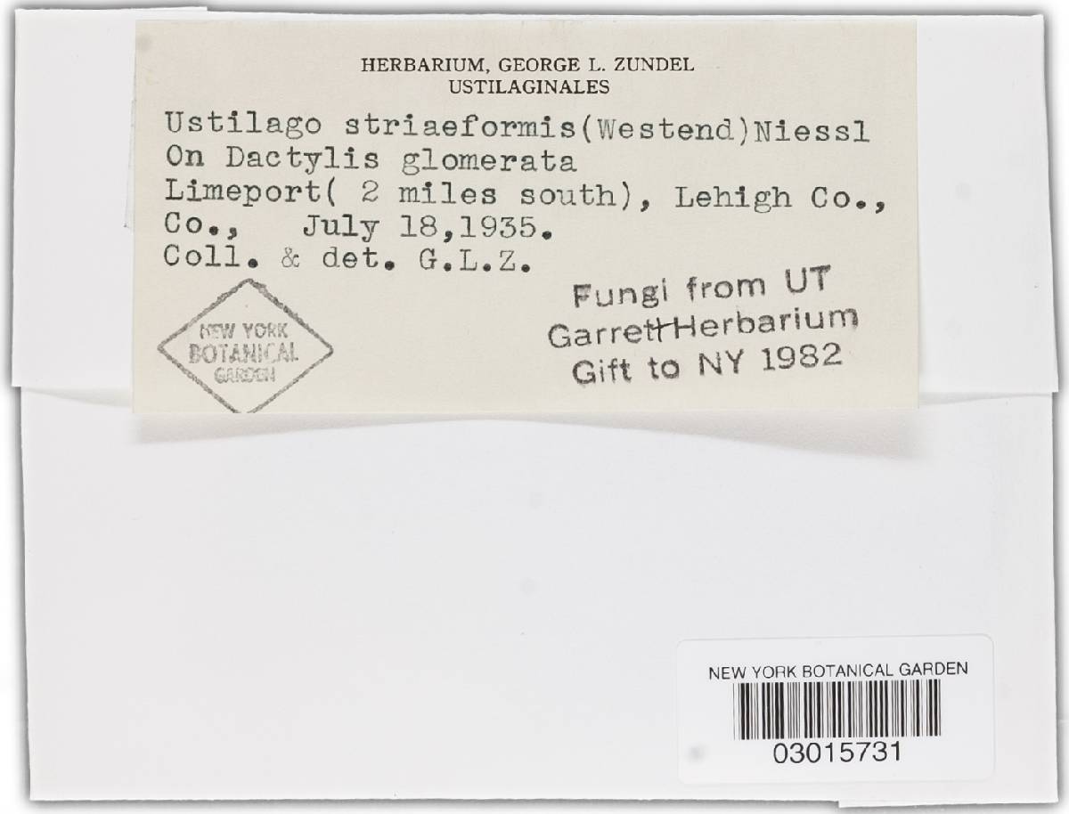 Ustilago striaeformis image