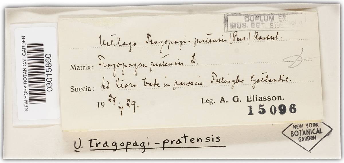 Microbotryum tragopogonis-pratensis image