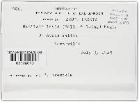 Ustilago levis image