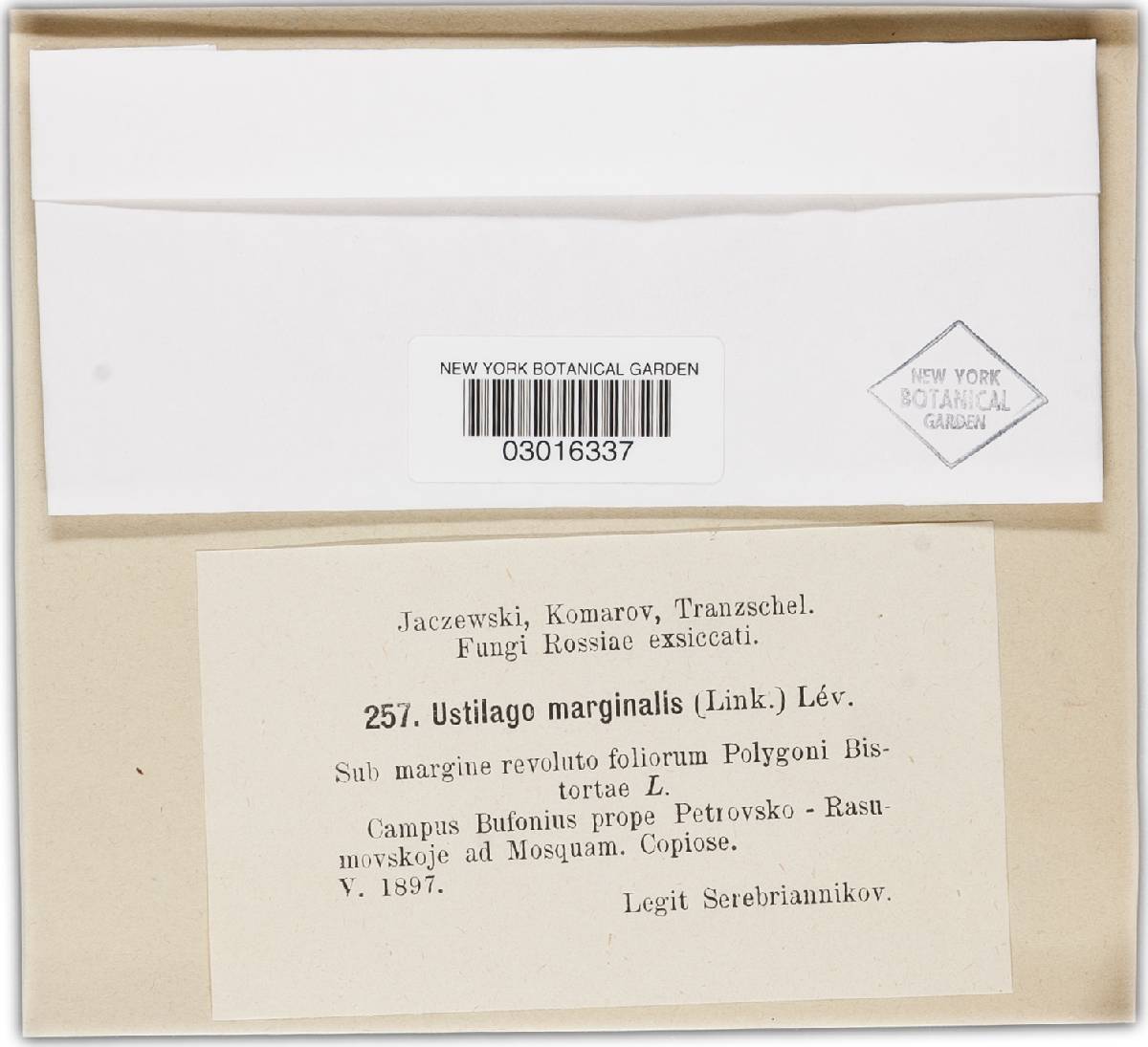 Microbotryum bistortarum image