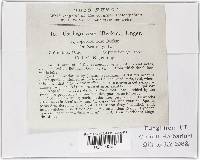 Ustilago maydis image