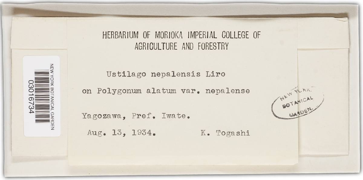 Microbotryum nepalense image