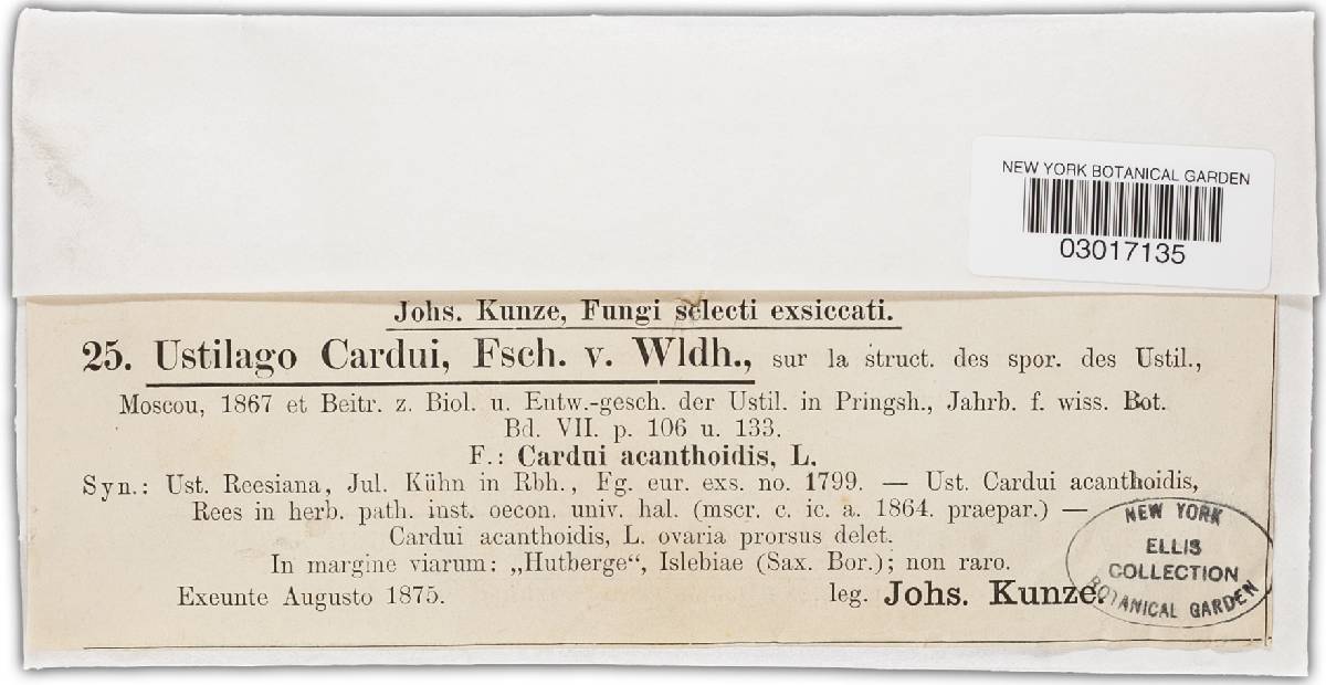 Microbotryum cardui image