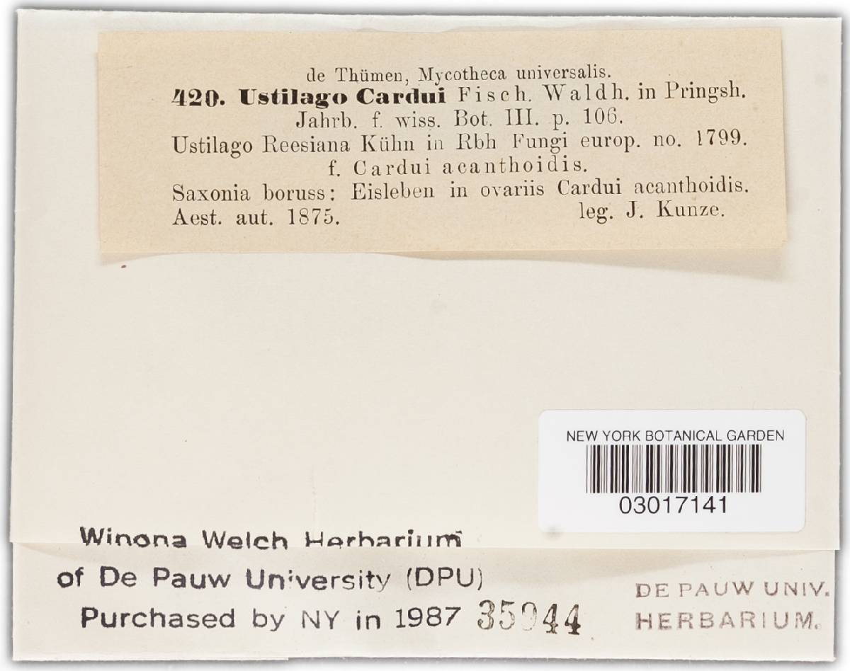 Microbotryum cardui image