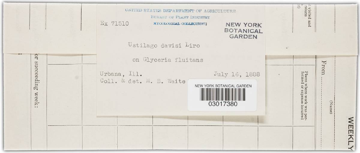 Ustilago davisii image