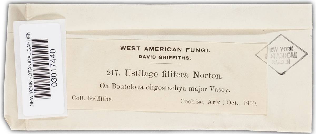 Ustilago filifera image