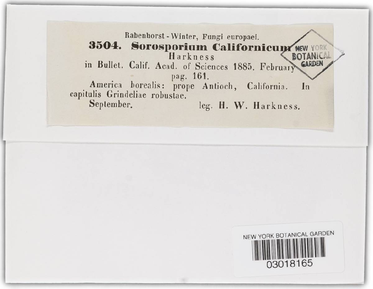 Thecaphora californica image