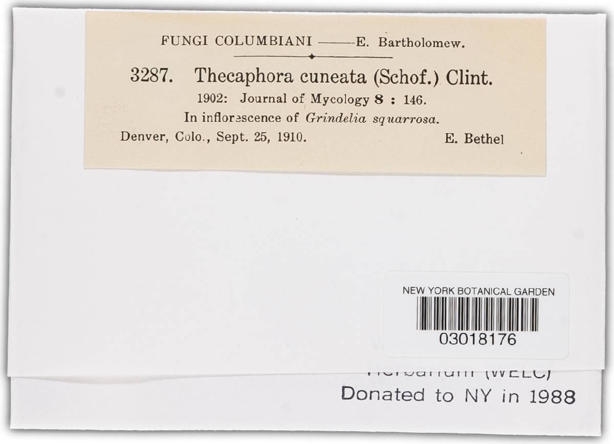 Thecaphora cuneata image