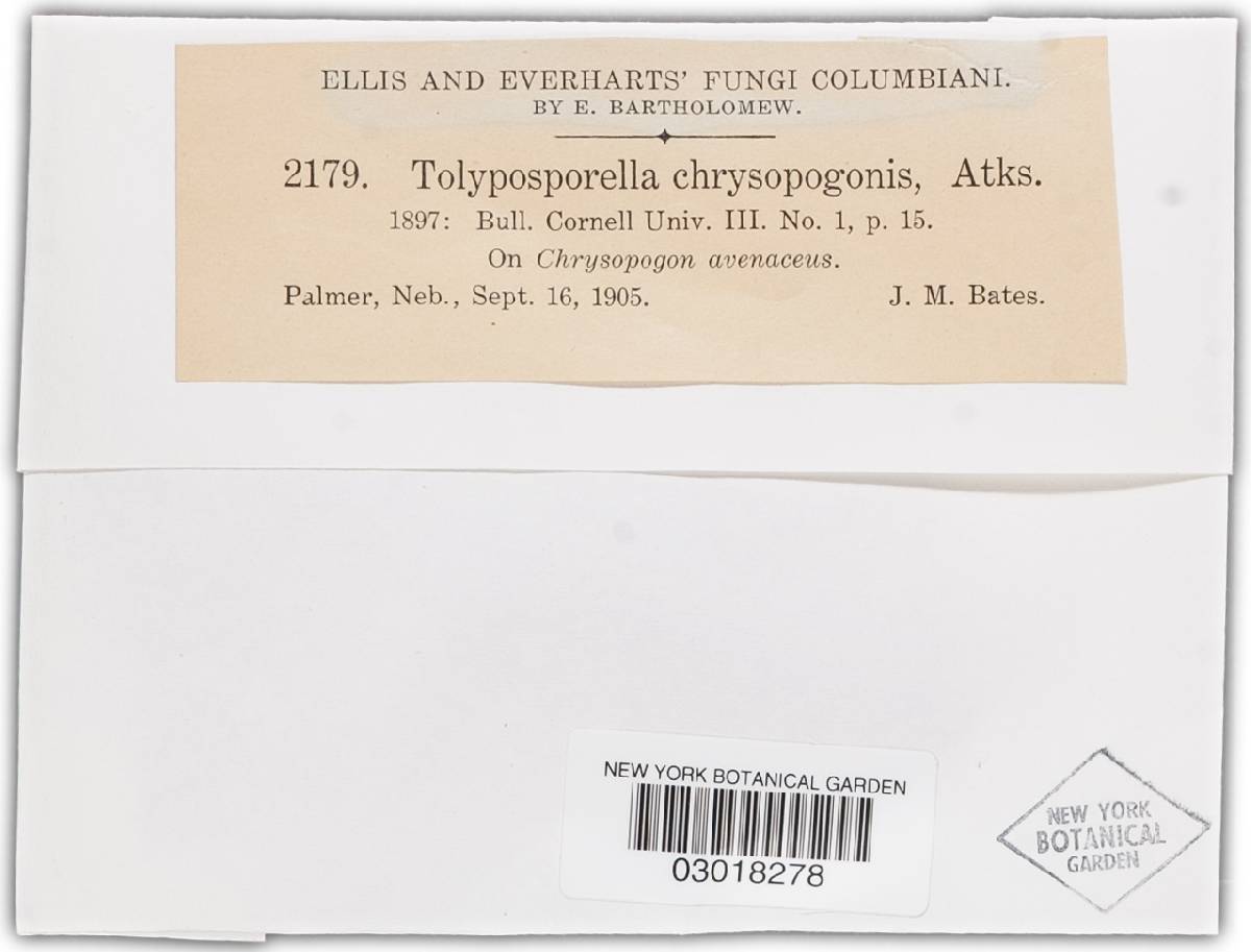 Tolyposporella chrysopogonis image