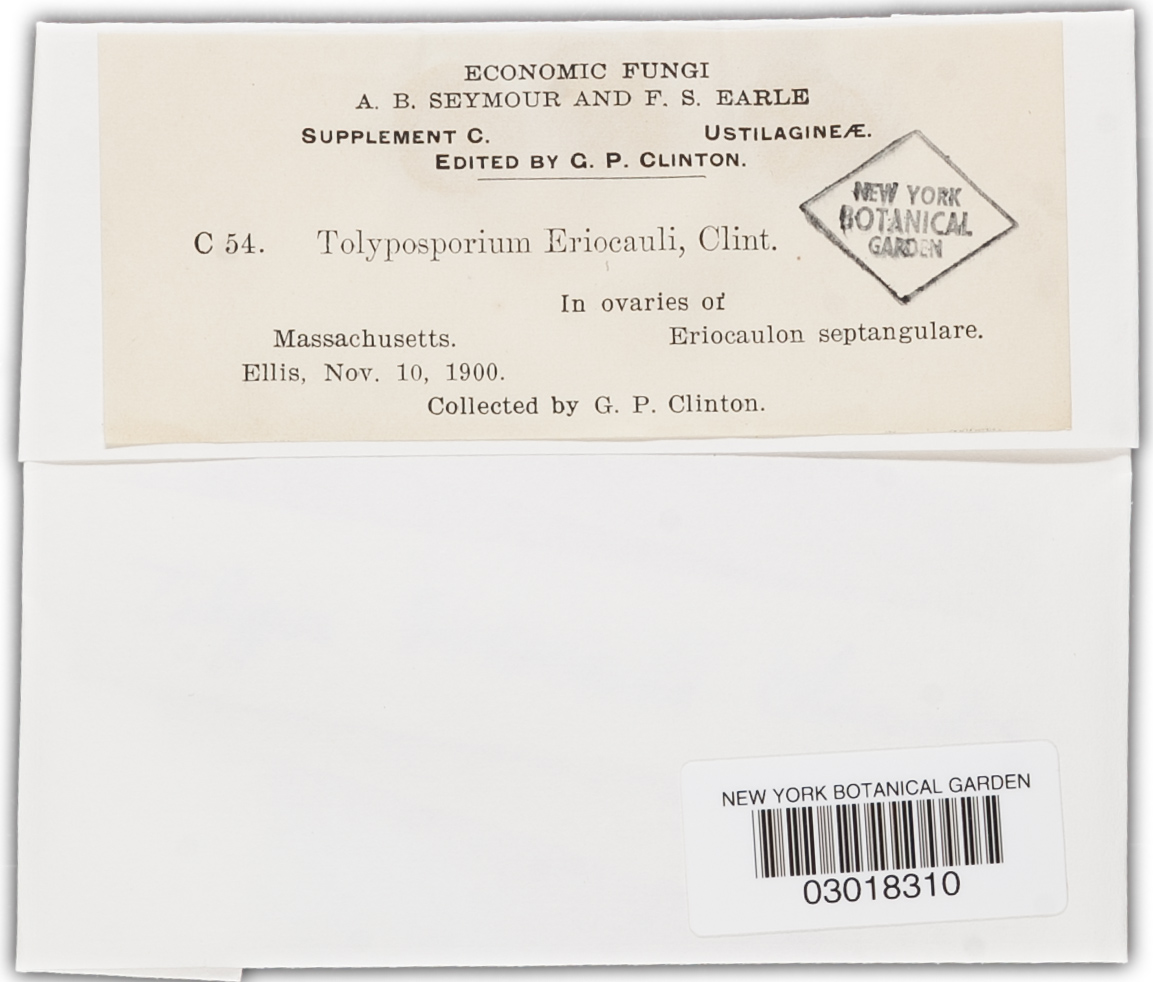 Dermatosorus eriocauli image
